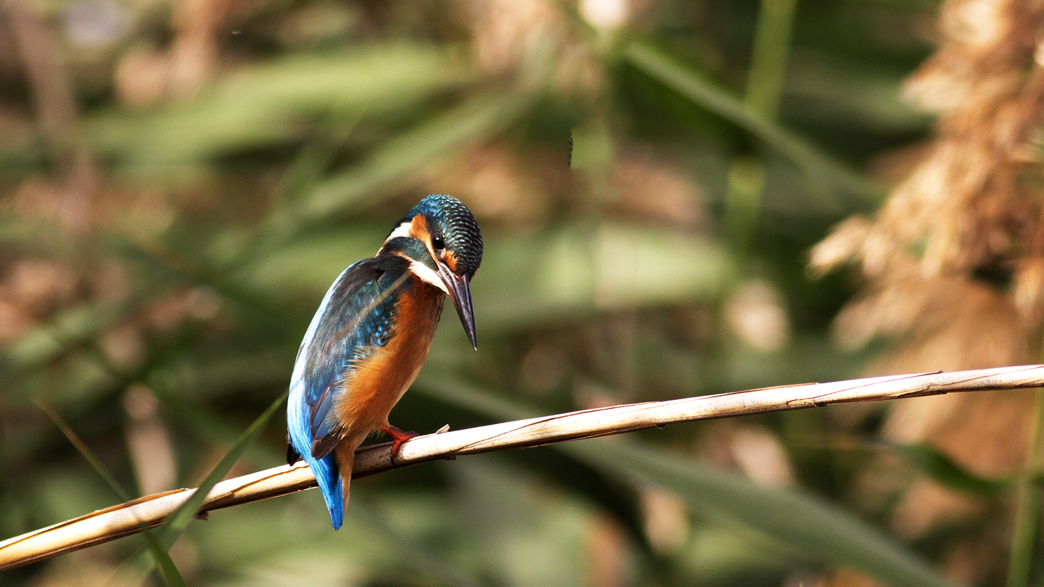 Common Kingfisher